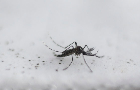 Dengue,Salud,Costa Rica